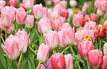 Multicolored Tulip Flowers Stock Photo