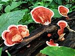 Mushroom On Black Log Stock Photo