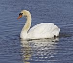 Mute Swan Stock Photo