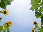 Natural Frame Of Sunflowers Stock Photo