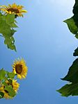 Natural Frame Of Sunflowers Stock Photo