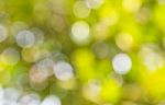 Natural Green Blurred Background Stock Photo