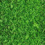 Natural Green Seamless Texture And Background Stock Photo