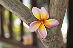 Nature Background Of Fresh Plumeria Flower Stock Photo