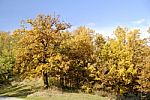 Nature in trees Stock Photo