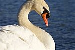 Noble Swan Stock Photo