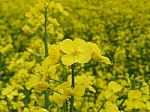 Oilseed Rape Stock Photo