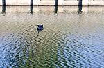 
One Black Duck Struck A Flock Of Swimming In The Single Sculls Stock Photo