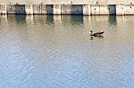 
One Black Duck Struck A Flock Of Swimming In The Single Sculls Stock Photo