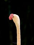 One Flamingo On The  Black  Background Stock Photo