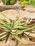 One Meerkat Looking Around Stock Photo