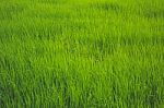 Open Field With Green Grass Stock Photo