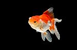 Oranda Gold Fish Isolated  Stock Photo