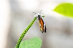 Orange Black Pattern Butterfly On Bunch Stock Photo