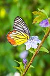 Orange Butterfly On Flower Stock Photo