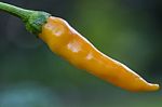 Orange Chilli Hanging From Plant Closer Stock Photo