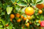 Orange On Tree Stock Photo