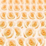 Orange Rose Pattern Stock Photo