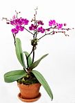 Orchid Stock Photo