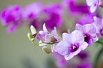 
Orchid Stock Photo