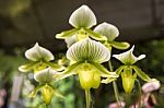 Orchid Flower In The Garden, Thailand Stock Photo