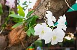 Orchid On Tree. Symbol Of Elegance Stock Photo