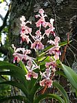 Orchids At Dusk Stock Photo