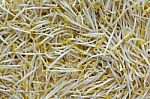 Organic Mung Bean Sprouts Stock Photo