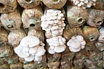 Organic Mushroom Farm Stock Photo