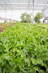 Organic Vegetable Growing In Farm Stock Photo