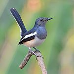 Oriental Magpie Robin Bird Stock Photo