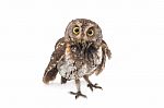 Oriental Scops Owl Isolate On White Background Stock Photo