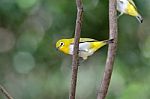 Oriental White-eye Stock Photo