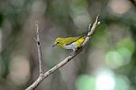 Oriental White-eye Stock Photo