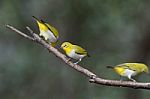 Oriental White-eye Stock Photo