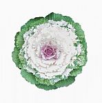 Ornamental Cabbage Flower Isolated On White Stock Photo