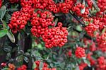 Ornamental Shrub Of Red Berries In Autumn With Raindrops Stock Photo