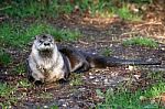 Otter Stock Photo