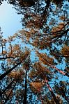 Outstretched Forests Stock Photo