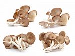 Oyster Mushroom On White Background Stock Photo