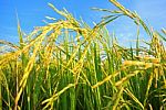 Paddy Rice Stock Photo