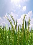 Paddy Rice Stock Photo