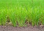 Paddy Rice Stock Photo