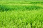 Paddy Rice Stock Photo