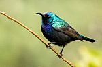 Palestine Sunbird Stock Photo