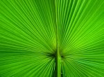 Palm Leaf Stock Photo