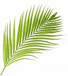 Palm Leaf Isolated On White Background Stock Photo