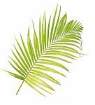 Palm Leaf Isolated On White Background Stock Photo