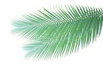 Palm Leaf Isolated On White Background Stock Photo