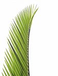 Palm Leaf Isolated On White Background Stock Photo